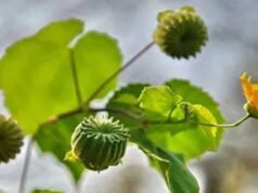 Athibala | ఈ మొక్క మన ఇంటి పరిసరాల్లోనే ఉంటుంది.. కనిపిస్తే విడిచిపెట్టకండి.. ఎందుకంటే..?