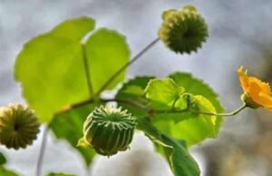 Athibala | ఈ మొక్క మన ఇంటి పరిసరాల్లోనే ఉంటుంది.. కనిపిస్తే విడిచిపెట్టకండి.. ఎందుకంటే..?