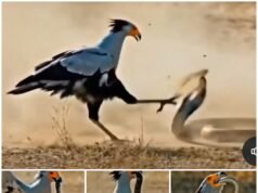 ఎప్పుడు నువ్వే తోపుననుకోకు…