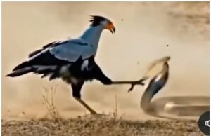 ఎప్పుడు నువ్వే తోపుననుకోకు…