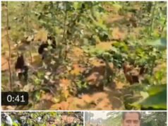 ఊరంతా నాటు కోడి పులుసే…