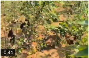 ఊరంతా నాటు కోడి పులుసే…